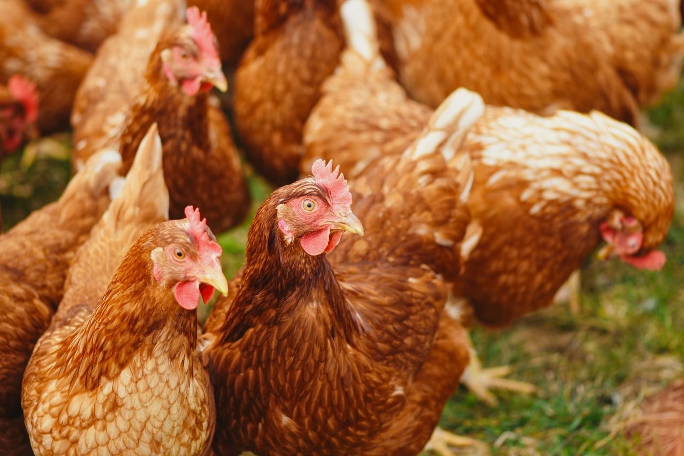 Healthy Brown Hens